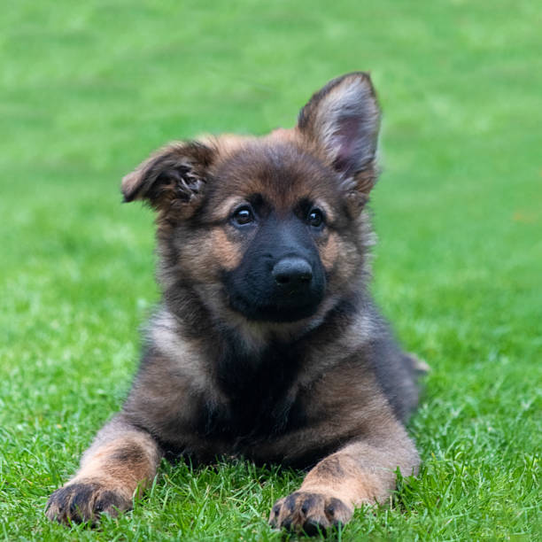 german shephed alsatian puppy