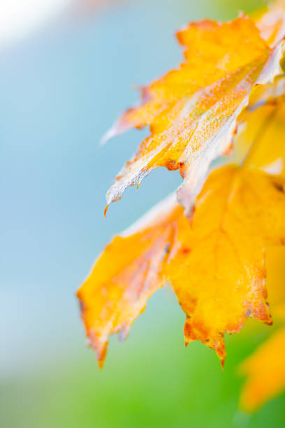 istock Autumn background with maple leaves. Yellow maple leaves on a blurred background. Copy space 1276995359