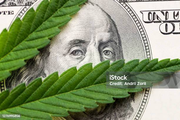 Leaf Of Marijuana In Cash Hundred Dollar Bills A Sheet Of Marijuana For Money Dollars And Cannabis A Legal And Black Market Business Stock Photo - Download Image Now