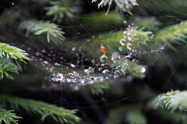 istock Background of the drops of dew on a spider web. Dew on spider web. Morning dew in a cobweb. After a night of rain 1276997038
