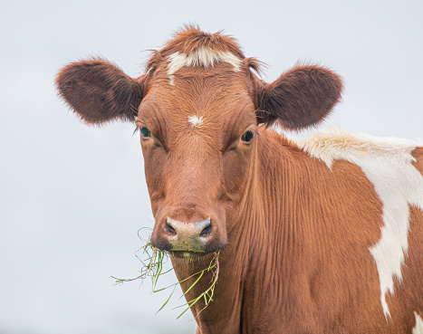 A close up photo of a brown and white cow, isolated on a white background