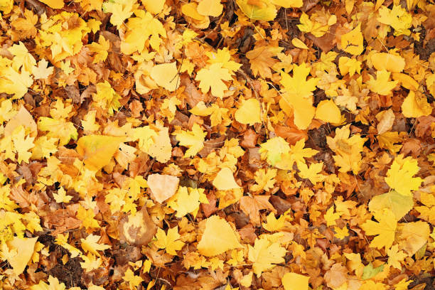 istock Colorful textural seasonal autumn background. 1277000103