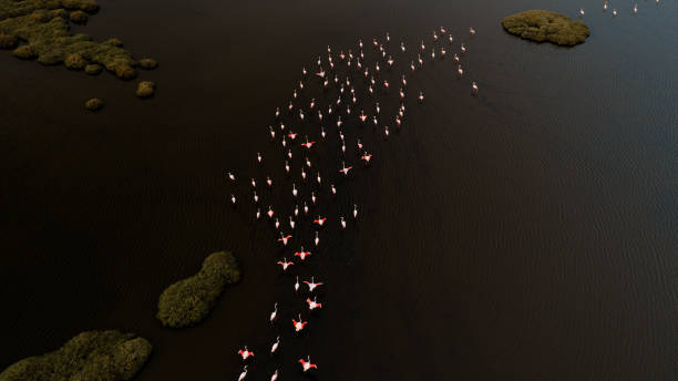 istock Pink flamingos in their natural environment with drone shooting 1277000401