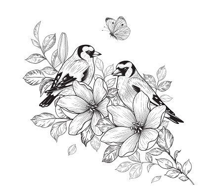 Hand drawn goldfinch couple sitting on branch with flowers isolated on white background. Vector monochrome elegant floral composition with birds and butterfly in vintage style, t-shirt, tattoo design.