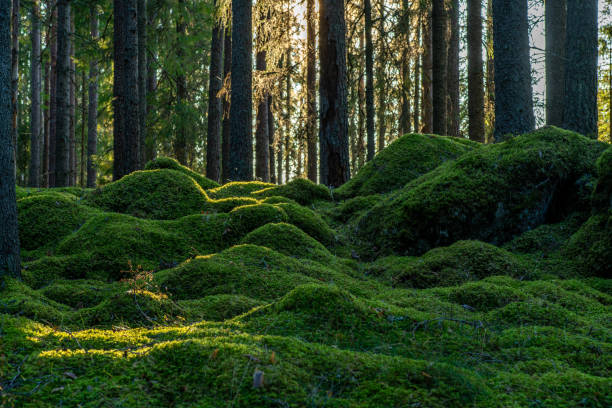 Moss covering the floor of a fir and pine forest in Sweden stock photo