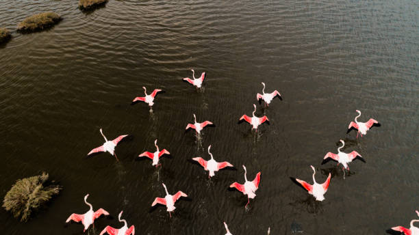 istock Pink flamingos in their natural environment with drone shooting 1277001297