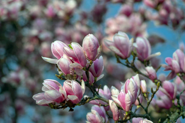 magnolia soulangeana chiamata anche piattino magnolia fiore albero primaverile con bellissimo fiore bianco rosa sui rami - plant white magnolia tulip tree foto e immagini stock