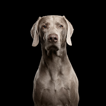 Close-up Portrait of Weimaraner dog Looking in Camera on Isolated Black background