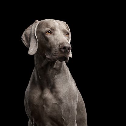 Portrait of Weimaraner dog on Isolated Black background