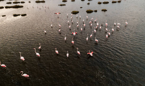 istock Pink flamingos in their natural environment with drone shooting 1277001992