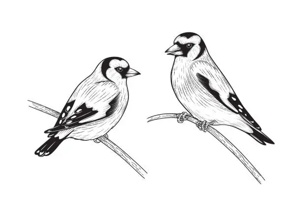 Vector illustration of Hand drawn goldfinches isolated on blank background