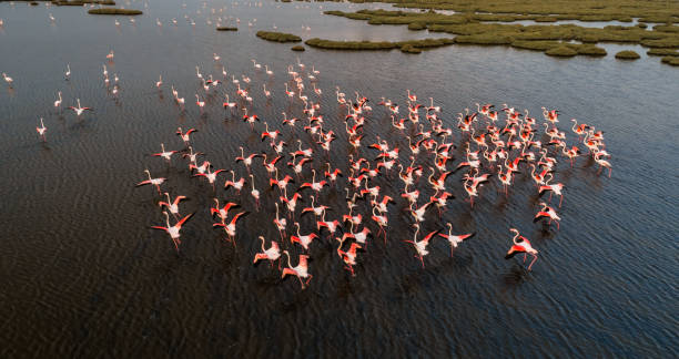 flamingos cor-de-rosa em seu ambiente natural com tiro drone - turkey animal head bird white - fotografias e filmes do acervo