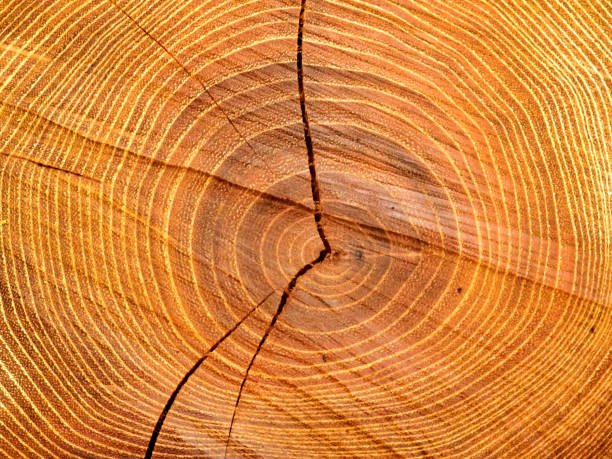 istock Cross section of an acacia log 1277005016