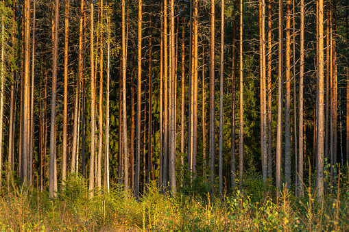 Beautiful view of the beginning of a pine and fir forest in Sweden, glowing in yellow evening sunlight