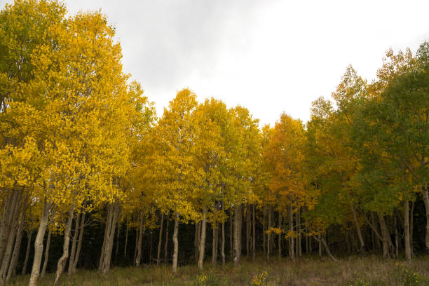 Aspen Color An image of Aspen trees with fall colors birch gold group reviews us stock pictures, royalty-free photos & images