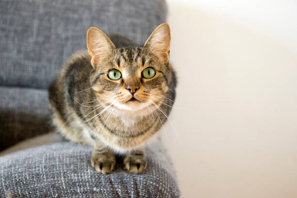 domestic tiger cat lying on grey sofa, eye contact - undomesticated cat fotos imagens e fotografias de stock