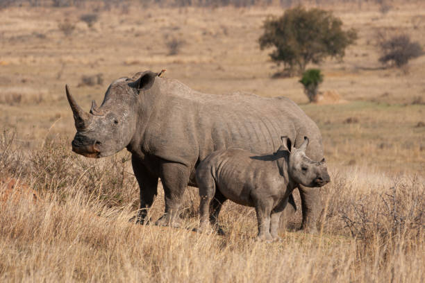 istock White Rhino and Calf 1277006820