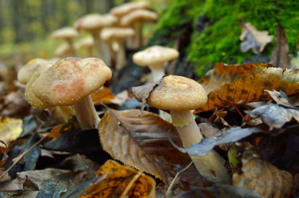 istock Wild forest mushrooms grow in the autumn forest 1277007453