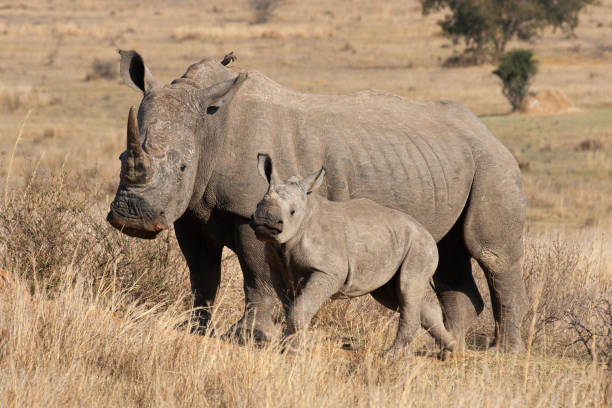 istock White Rhino and Calf 1277007854
