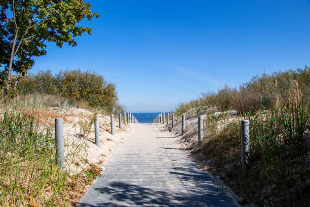 バルト海のビーチへの道 - footpath wood horizon nature ストックフォトと画像