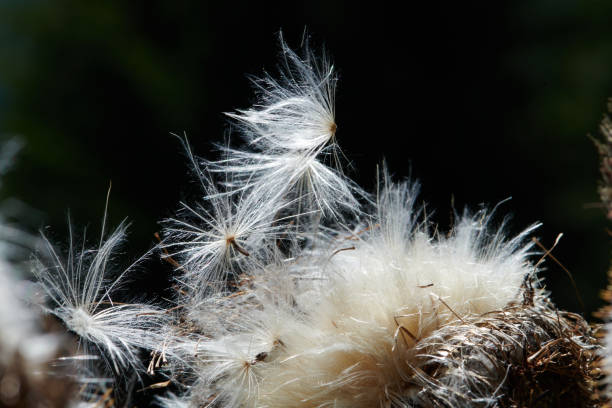 Alp Flix Dandelion