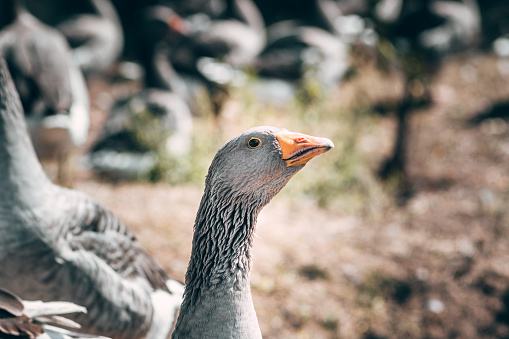 A beautiful grey Perigord goose with an orange beak. Portrait of a goose, a rural poultry with feathers and beak.