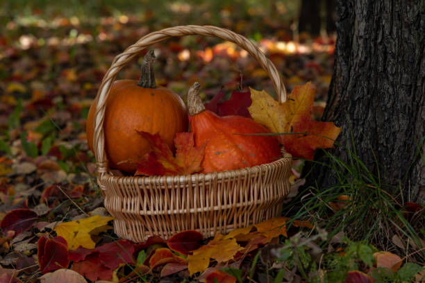 Wooden basket with few orange pumpkins and maple leaves lies on the ground by tree in city park. Selective focus. Orange autumn background. Thanksgiving Day theme.