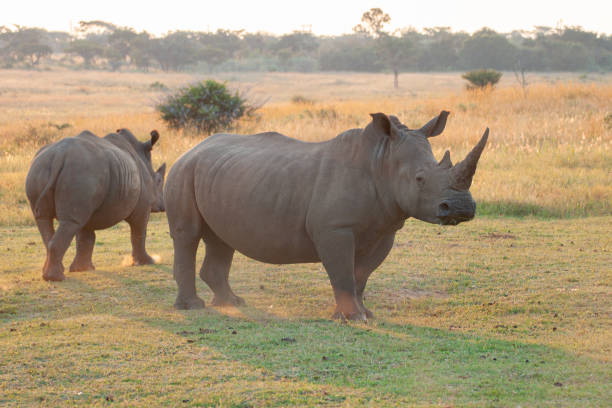 istock White Rhino and Calf 1277008857