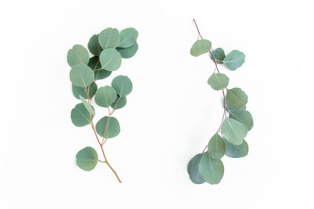 istock Wreath frame made of branches eucalyptus and leaves isolated on white background. Flat lay. Top view 1277009125
