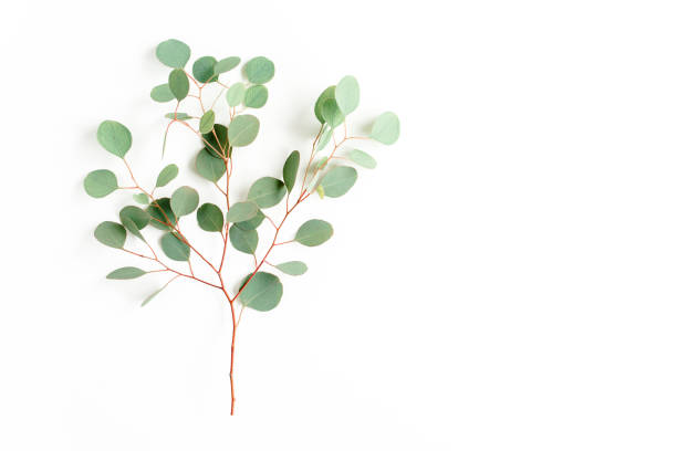 istock green branch eucalyptus on white background. flat lay, top view 1277009180