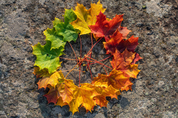 緑から赤までの色調のカエデの葉の円 - maple leaf green outdoors ストックフォトと画像