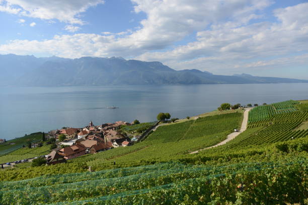 istock Rivaz in the Lavaux-Oron 1277010693