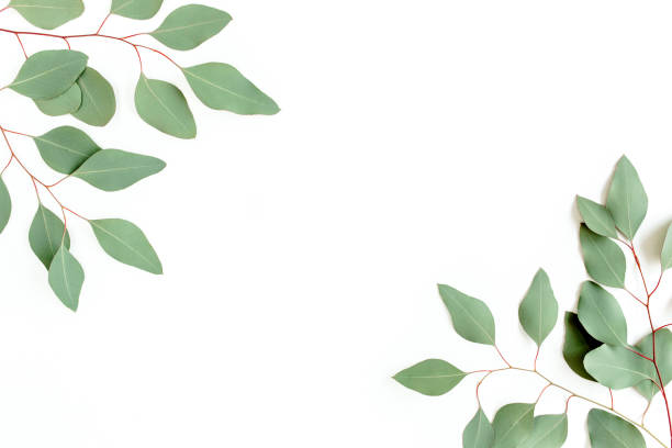 istock Frame made of green leaves eucalyptus populus isolated on white background with empty space for text. Flat lay, top view 1277010722