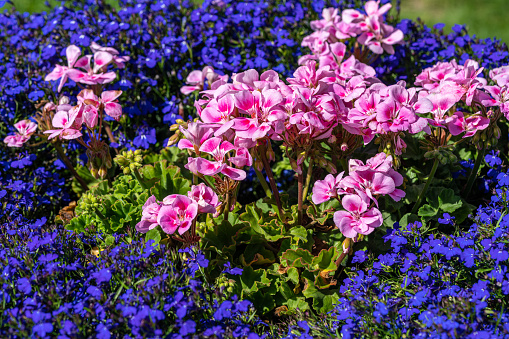 Colorful flower bed with pink flowers in the middle, surrounded by a thick cluster of blue lobelia flowers. Glowing In summer sunlight
