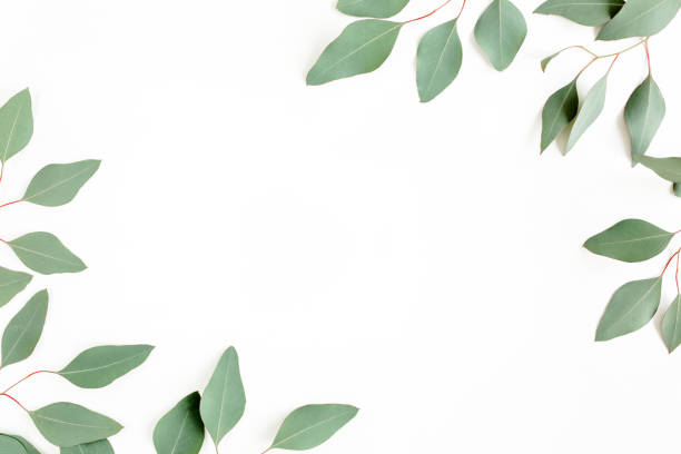 istock Frame made of green leaves eucalyptus populus isolated on white background with empty space for text. Flat lay, top view 1277011512