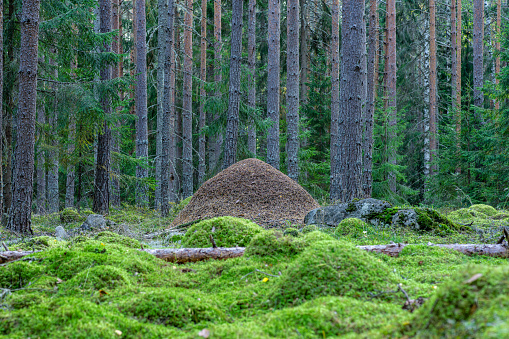 Large anthill in the middle of a pine and fir forest