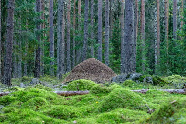 Large anthill in the middle of a lush green pine and fir forest in Sweden, with a thick layer of green moss on the forest floor