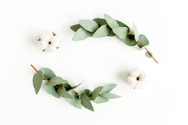 istock Wreath frame made of branches eucalyptus, leaves and cotton isolated on white background. flat lay, top view 1277011642