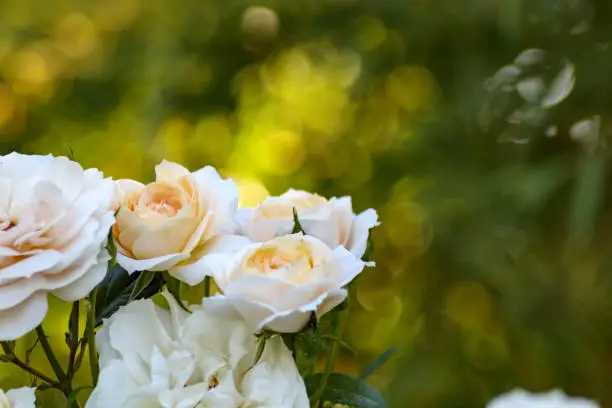 White rose bush. Romantic flower garden blossom. Sunny summer beautiful bloom bouquet. Rosa decoration wallpaper with bokeh in sunshine. Floral background, romance fantasy. Fresh nature