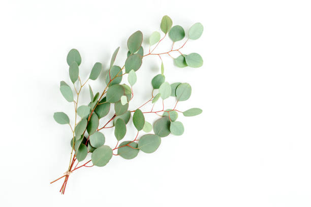 istock Eucalyptus bouquet on a white background. Flat lay, top view 1277011907