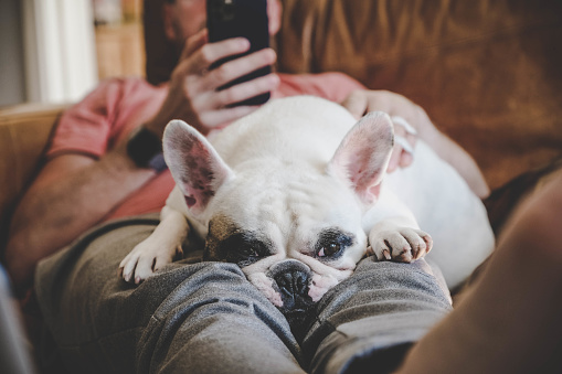 Frenchie puppy sleeping on man's lap, man is using his smartphone