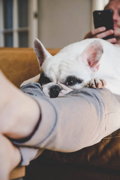 istock French Bulldog lying on man's lap 1277012096
