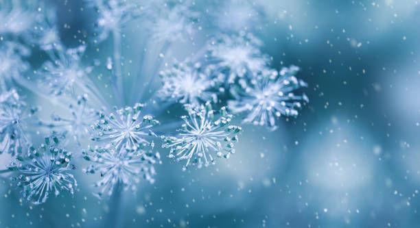 istock Blurred winter background with dry plants 1277012225