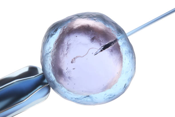 Artificial insemination or in vitro fertilization stock photo