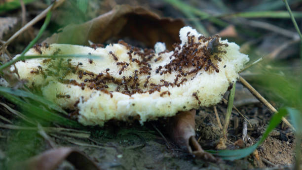 istock Ants on a piece of bread thrown on the grass. 1277013593