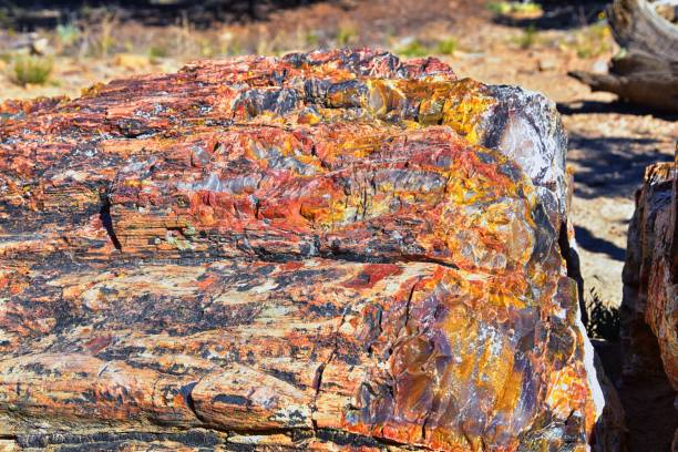 Petrified Wood close up, colorful shades of red, orange, purple, yellow and grey example of fossilized mineralization and permineralization and replacement, along the Escalante Petrified Forest State Park Trail in Utah. United States. madera petrificada de cerca, coloridos tonos de rojo, naranja, púrpura, amarillo y gris ejemplo de mineralización fosilizada y permineralización y reemplazo, a lo largo del escalante petrified forest state park trail en utah. estados unidos.
