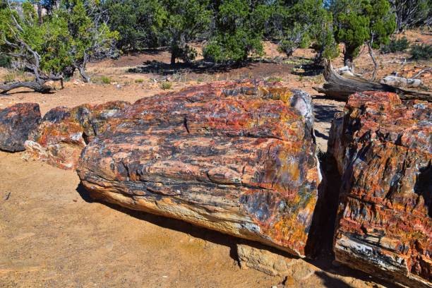 Petrified Wood close up, colorful shades of red, orange, purple, yellow and grey example of fossilized mineralization and permineralization and replacement, along the Escalante Petrified Forest State Park Trail in Utah. United States. madera petrificada de cerca, coloridos tonos de rojo, naranja, púrpura, amarillo y gris ejemplo de mineralización fosilizada y permineralización y reemplazo, a lo largo del escalante petrified forest state park trail en utah. estados unidos.