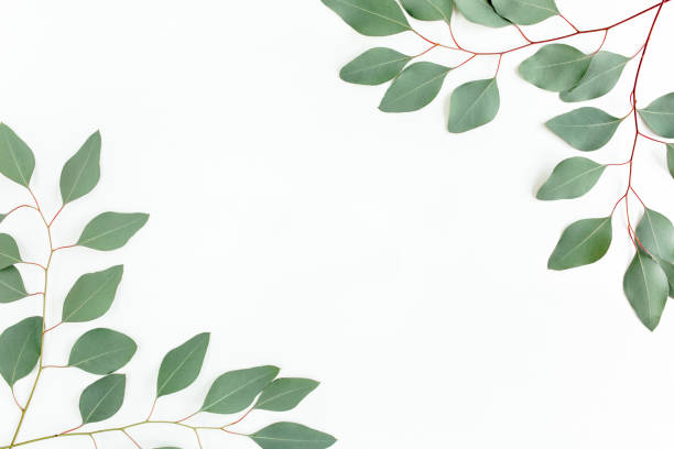 istock Frame made of green leaves eucalyptus populus isolated on white background with empty space for text. Flat lay, top view 1277014643