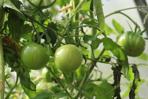 green tomatoes  on branches in the garden
