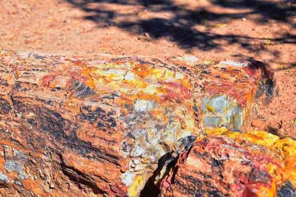 Petrified Wood close up, colorful shades of red, orange, purple, yellow and grey example of fossilized mineralization and permineralization and replacement, along the Escalante Petrified Forest State Park Trail in Utah. United States. madera petrificada de cerca, coloridos tonos de rojo, naranja, púrpura, amarillo y gris ejemplo de mineralización fosilizada y permineralización y reemplazo, a lo largo del escalante petrified forest state park trail en utah. estados unidos.